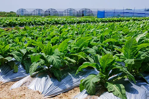 tobacco-plants